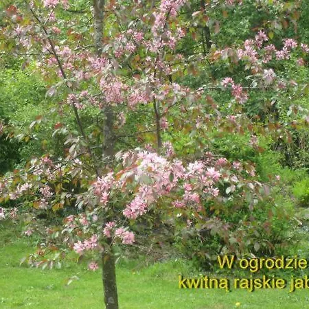 Domek regionalny Busola Zakopane Esterno foto